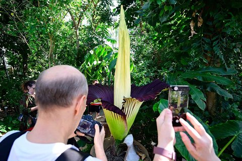 Pengunjung menyaksikan  tanaman bungai bangkai titan arum (Amorphophallus titanum) yang sedang berbunga di Kebun Raya Berlin, Jerman, Minggu (30/06/2025).