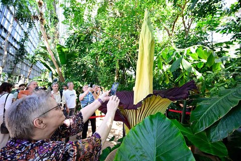 Pengunjung menyaksikan  tanaman bungai bangkai titan arum (Amorphophallus titanum) yang sedang berbunga di Kebun Raya Berlin, Jerman, Minggu (30/06/2025).