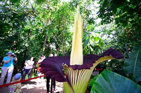 Pengunjung menyaksikan  tanaman bungai bangkai titan arum (Amorphophallus titanum) yang sedang berbunga di Kebun Raya Berlin, Jerman, Minggu (30/06/2025).