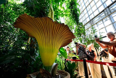 Pengunjung menyaksikan  tanaman bungai bangkai titan arum (Amorphophallus titanum) yang sedang berbunga di Kebun Raya Berlin, Jerman, Minggu (30/06/2025).