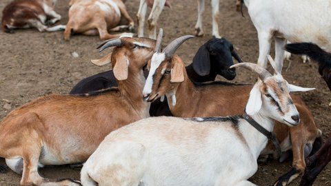 Dampak Stres pada Kambing dan Sapi terhadap Kualitas Daging