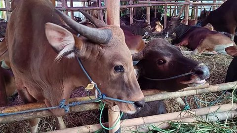 Sejumlah hewan kurban yang dijual sedang memakan makanan di Cipulir, Jakarta, Selasa (28/6/2022). Menjelang Hari Raya Idul Adha, penjualan hewan kurban seperti sapi, kerbau, dan kambing kemba