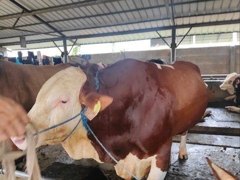 sapi presiden prabowo di bekasi