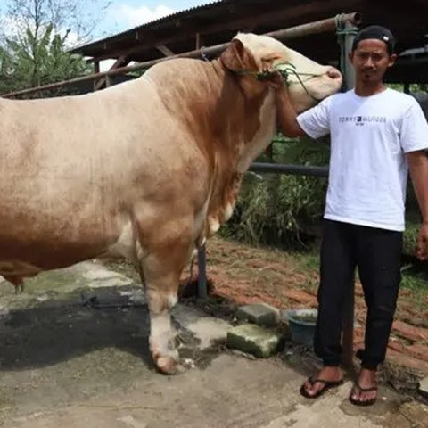 Sejumlah hewan kurban yang dijual sedang memakan makanan di Cipulir, Jakarta, Selasa (28/6/2022). Menjelang Hari Raya Idul Adha, penjualan hewan kurban seperti sapi, kerbau, dan kambing kemba