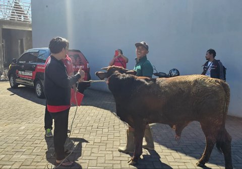 PDI Perjuangan Jatim Salurkan 403 Sapi Kurban