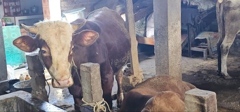 PDI Perjuangan Jatim Salurkan 403 Sapi Kurban