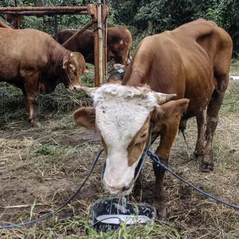 Sejumlah hewan kurban yang dijual sedang memakan makanan di Cipulir, Jakarta, Selasa (28/6/2022). Menjelang Hari Raya Idul Adha, penjualan hewan kurban seperti sapi, kerbau, dan kambing kemba