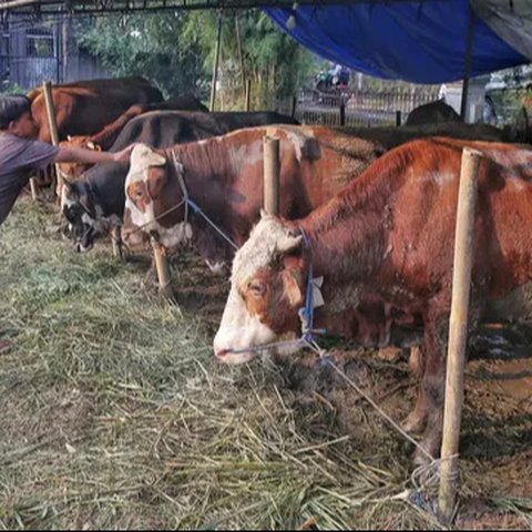 Anak-anak bermain di sekitar lokasi penjualan hewan kurban di kawasan Tanah Kusir, Jakarta, Rabu (28/5/2025). (Liputan6.com/Angga Yuniar)