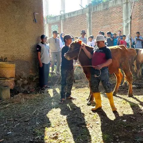 Manfaat Kurban di Hari Raya Idul Adha 1445 Hijriyah, Salah Satunya Perkuat Rasa Kebersamaan dan Gotong Royong. Bandung (17/6/2024). Foto: Ade Nasihudin/Liputan6.com.