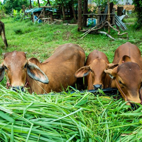 Ilustrasi Sapi Kurban