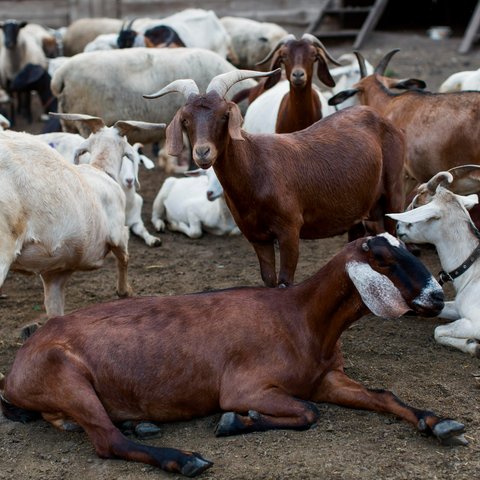 Dampak Stres pada Kambing dan Sapi terhadap Kualitas Daging