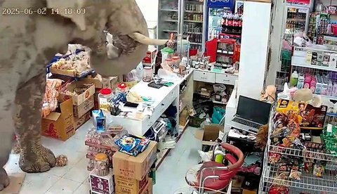 gajah masuk minimarket
