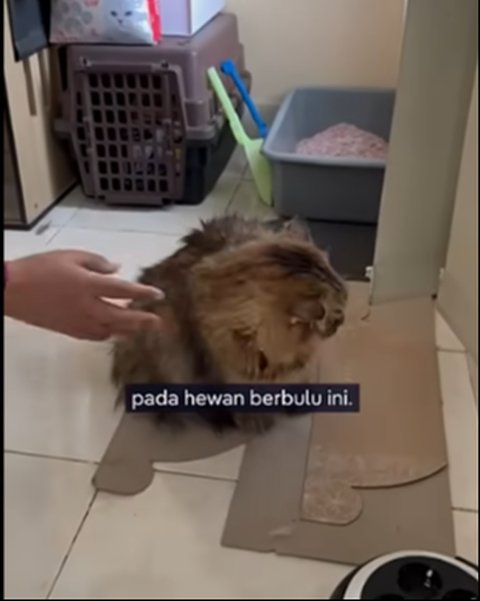 Cat Sitter