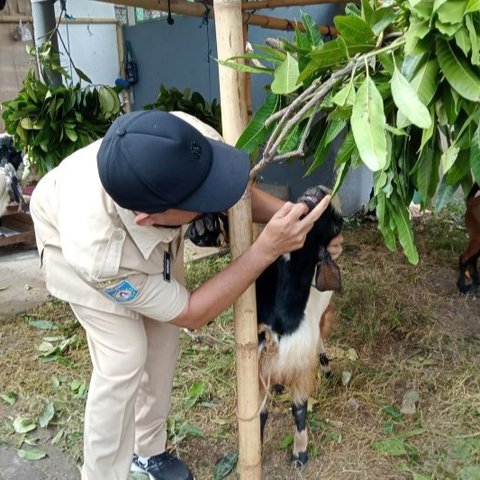 Distan Mataram mulai lakukan pengecekan kesehatan hewan kurban untuk Idul Adha, pastikan aman dari penyakit dan layak konsumsi masyarakat.