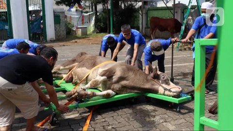 Sapi hewan qurban dijajakan di Depok, Jawa Barat, Rabu (9/9/2015). Jelang Idul Adha 1436 H, Ahok menerbitkan Instruksi Gubernur terkait pelarangan penjualan serta pemotongan hewan qurban di p