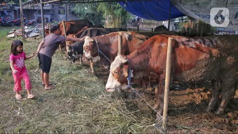 Anak-anak bermain di sekitar lokasi penjualan hewan kurban di kawasan Tanah Kusir, Jakarta, Rabu (28/5/2025). (Liputan6.com/Angga Yuniar)