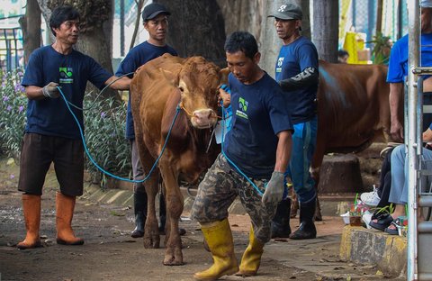 Petugas membawa sapi kurban di Masjid Istiqlal, Jakarta, Sabtu (070/6/2025)