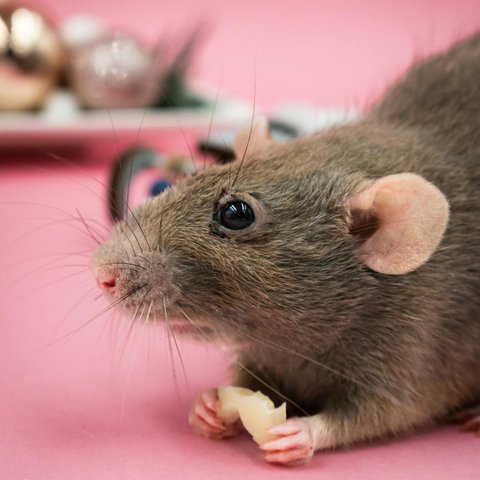 Tikus di Dapur? Ini Risiko Kontaminasi Makanan yang Mengintai