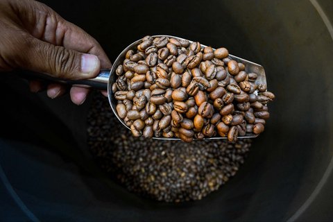 Pemilik sedang menyiapkan biji kopi arabika untuk disangrai di sebuah tempat pemanggang kopi di Banda Aceh, Rabu (09/09/2025).