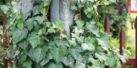 English Ivy