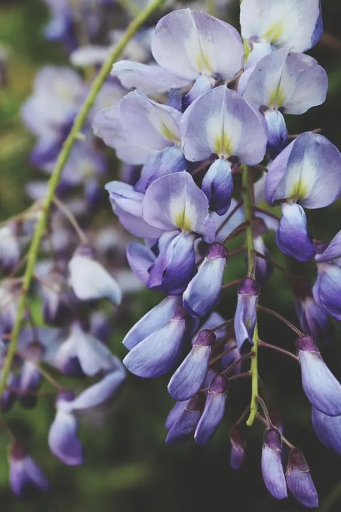 Ilustrasi Tanaman Wisteria.