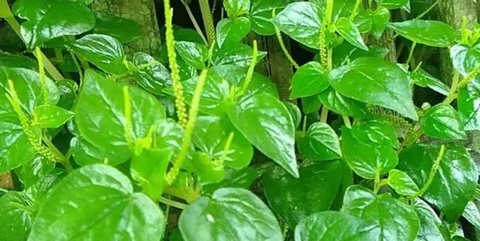 Daun Sirih Cina.