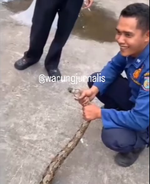 Bikin Kaget Minta Ampun, Body Yamaha NMAX ini Berisi Ular 4 Meter