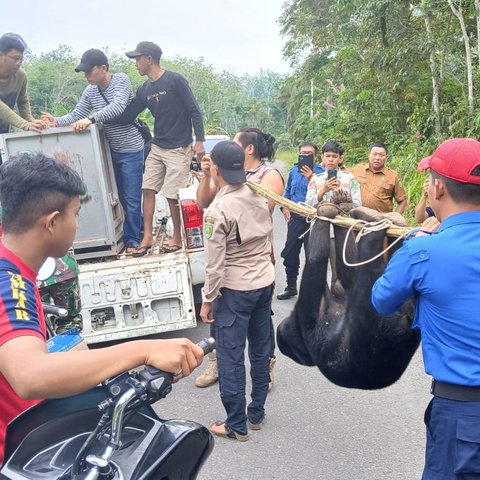 beruang madu