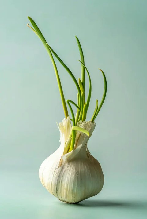Bawang Putih