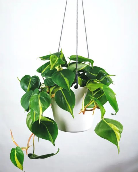 Philodendron hati