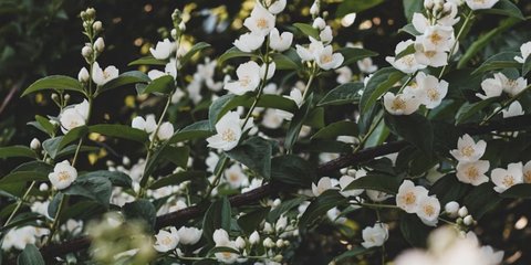 Ilustrasi Tanaman Melati