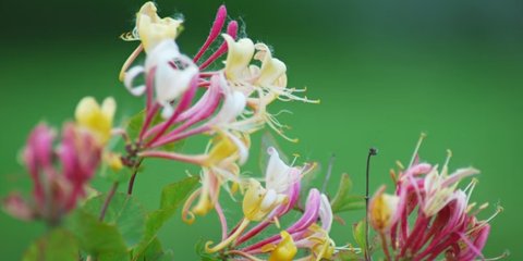 Ilustrasi Honeysuckle