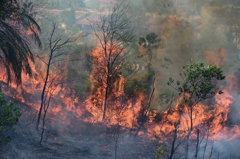Kebakaran hutan di Karya Indah, Provinsi Riau, Sabtu (19/07/2025).