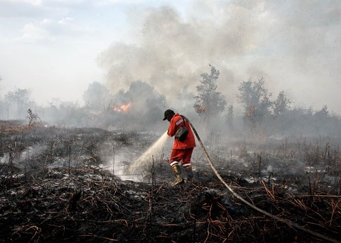 Petugas pemadam kebakaran berupaya memadamkan kebakaran hutan yang membakar lahan gambut di Rimba Panjang, Provinsi Riau, Minggu (20/07/2025).