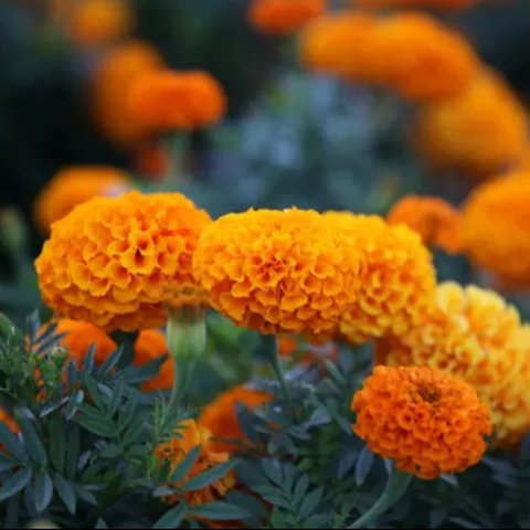 Ilustrasi Tanaman Anggrek Credit: unsplash.com/Yeimy