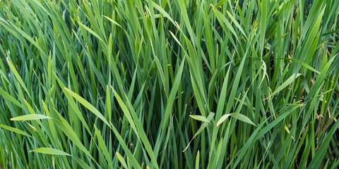 Ilustrasi Tanaman Serai