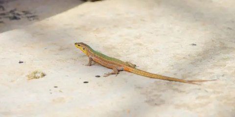 Ilustrasi Cicak
