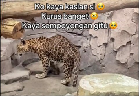 Jaguar kurus di Ragunan