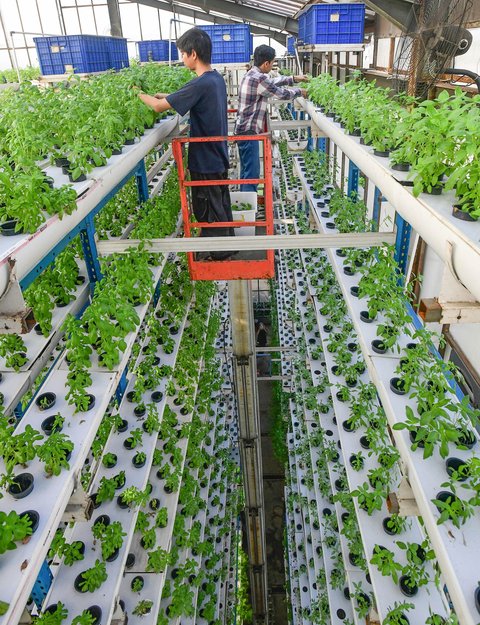 Pekerja melakukan panen sayuran hidroponik  pada areal vertikal farming Ladang Farm di kawasan Jakarta Selatan, Jumat (25/07/2025).
