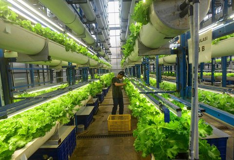Pekerja melakukan panen sayuran hidroponik  pada areal vertikal farming Ladang Farm di kawasan Jakarta Selatan, Jumat (25/07/2025).