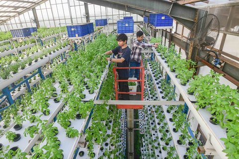 Pekerja melakukan panen sayuran hidroponik  pada areal vertikal farming Ladang Farm di kawasan Jakarta Selatan, Jumat (25/07/2025).