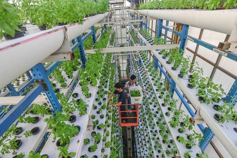 Pekerja melakukan panen sayuran hidroponik  pada areal vertikal farming Ladang Farm di kawasan Jakarta Selatan, Jumat (25/07/2025).  Beragam sayuran seperti: thai basil, italian basil, selada, shiso perilla, mint dibudidayakan pada lahan vertikal farming tertinggi di In donesia dengan ketinggian mencapai 18 meter dengan hasil panen 2 ton per bulan. Haisl panen untuk kebutuhan hotel dan kafe di seputar Kota Jakarta