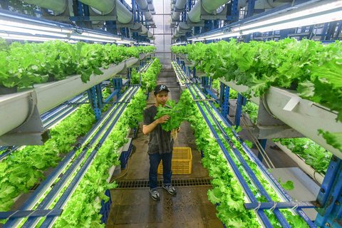 Pekerja melakukan panen sayuran hidroponik  pada areal vertikal farming Ladang Farm di kawasan Jakarta Selatan, Jumat (25/07/2025).  Beragam sayuran seperti: thai basil, italian basil, selada, shiso perilla, mint dibudidayakan pada lahan vertikal farming tertinggi di In donesia dengan ketinggian mencapai 18 meter dengan hasil panen 2 ton per bulan. Haisl panen untuk kebutuhan hotel dan kafe di seputar Kota Jakarta