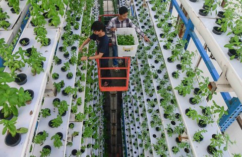 Pekerja melakukan panen sayuran hidroponik  pada areal vertikal farming Ladang Farm di kawasan Jakarta Selatan, Jumat (25/07/2025).