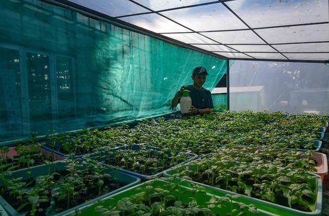 Pekerja melakukan persemaian bibit sayuran hidroponik  pada areal vertikal farming Ladang Farm di kawasan Jakarta Selatan,