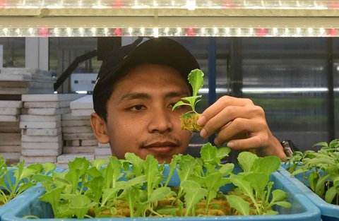 Pekerja melakukan persemaian bibit sayuran hidroponik  pada areal vertikal farming Ladang Farm di kawasan Jakarta Selatan,