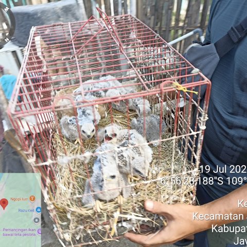 Satwa Langka dijual di Tiktok