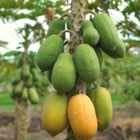 Pepaya
