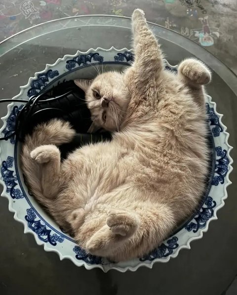 Foto-foto Kucing Nirina Zubir