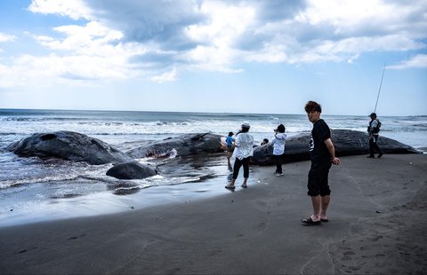 Pengunjung Pantai melihat paus sperma terdampar hingga  mati di Pantai Heisaura di Kota Tateyama, Prefektur Chiba, Jepang, Kamis (31/07/2025).